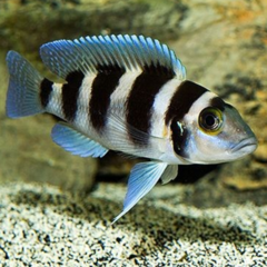 neolamprologus tretocephalus 5cm