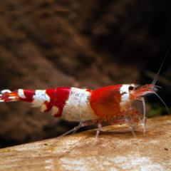 Caridina Crystal Red