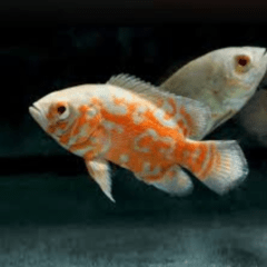 Astronotus tigre albino (importado) 5cm