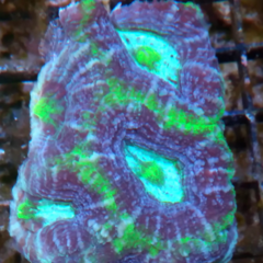 Acanthastrea bowerbanki ultra (M)