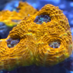 Acanthastrea echinatta orange ultra (lps) frag