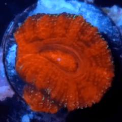 Acanthastrea lordowhensis red ultra frag