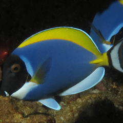 acanthurus leucosternon XL