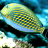 Acanthurus lineatus (M)