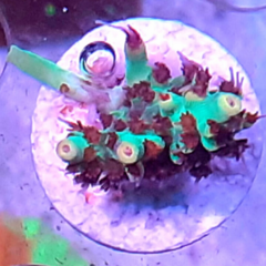 Acropor strawberry(a.microclados) frag