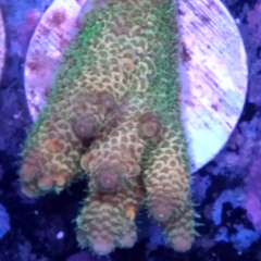 Acropora millepora rainbow