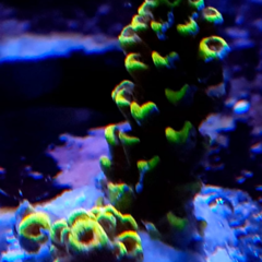 acropora Pikachu ( a.microclados) frag