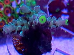 Acropora tennius blue chammeleon 5cm