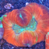 Trachyphyllia geofroyi Red