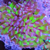 Euphyllia parancora bi color x cabeza