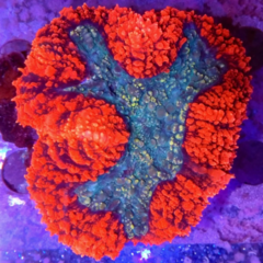 Lobophyllia sp grado A