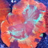 Trachyphyllia geofroyi Red