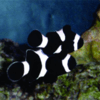 amphiprion ocellaris black