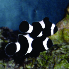 amphiprion ocellaris black