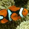 amphiprion percula salvaje 7 cm