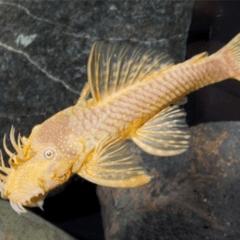 ancistrus albino 6 cm