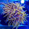 Euphyllia glabrescens (Torch) gold 24k 1 cabeza