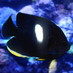 centropyge tibicen