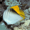 chaetodon auriga (M)