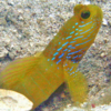 cryptocentrus cyanotaenia 