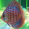 Discus Blue Chekerboard 10cm