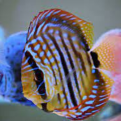 discus Heckel Cross 10 cm