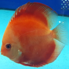 Discus Mellon cara blanca 12cm