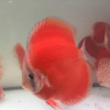 discus red cover 10 cm