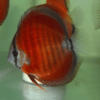 Discus Red Perú 5cm