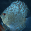 discus snakeskin blue 10 cm