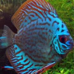 discus turquesa 10 cm