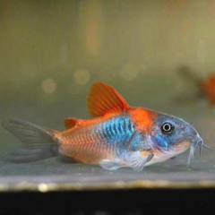 corydora orange venezuela