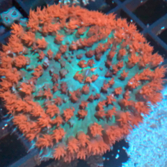 Dicossoma st Thomas XL