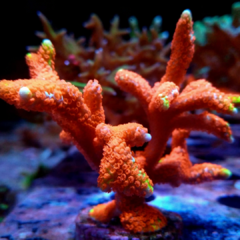Montipora forest fire(colonia)