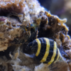 engina specie (bumble bee)
