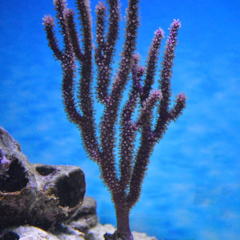 eunicea calyculata 15cm 