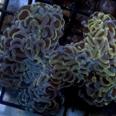 Euphyllia ancora gold M