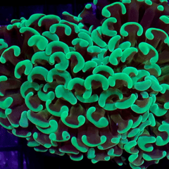 Euphyllia ancora green neon 15cm