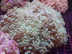 Euphyllia divisa forma esférica 25cm diámetro