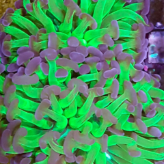 Euphyllia parancora ultra green frag 2 cabezas 