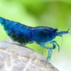 Neocaridina blue velvet