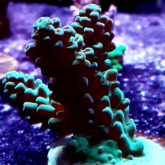 Frag acropora 5cm