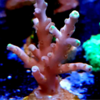 Frag acropora 5cm