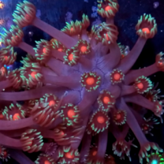 Frag goniopora lobatta red eye (lps)