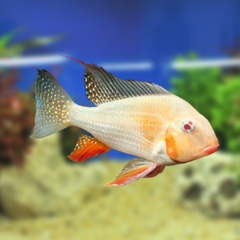 geophagus heckelli albinos 