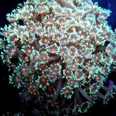 GONIOPORA lobatta red spot 10cm