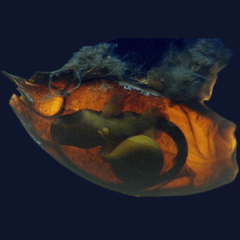huevo tiburón (chiloscyllium punctatum)