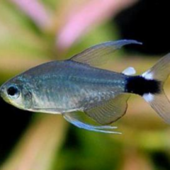 hyphessobrycon elachys 2 cm