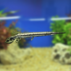 lepisosteus oculatus