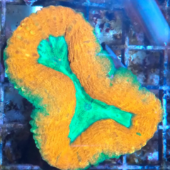 Lobophyllia ultra orange green
